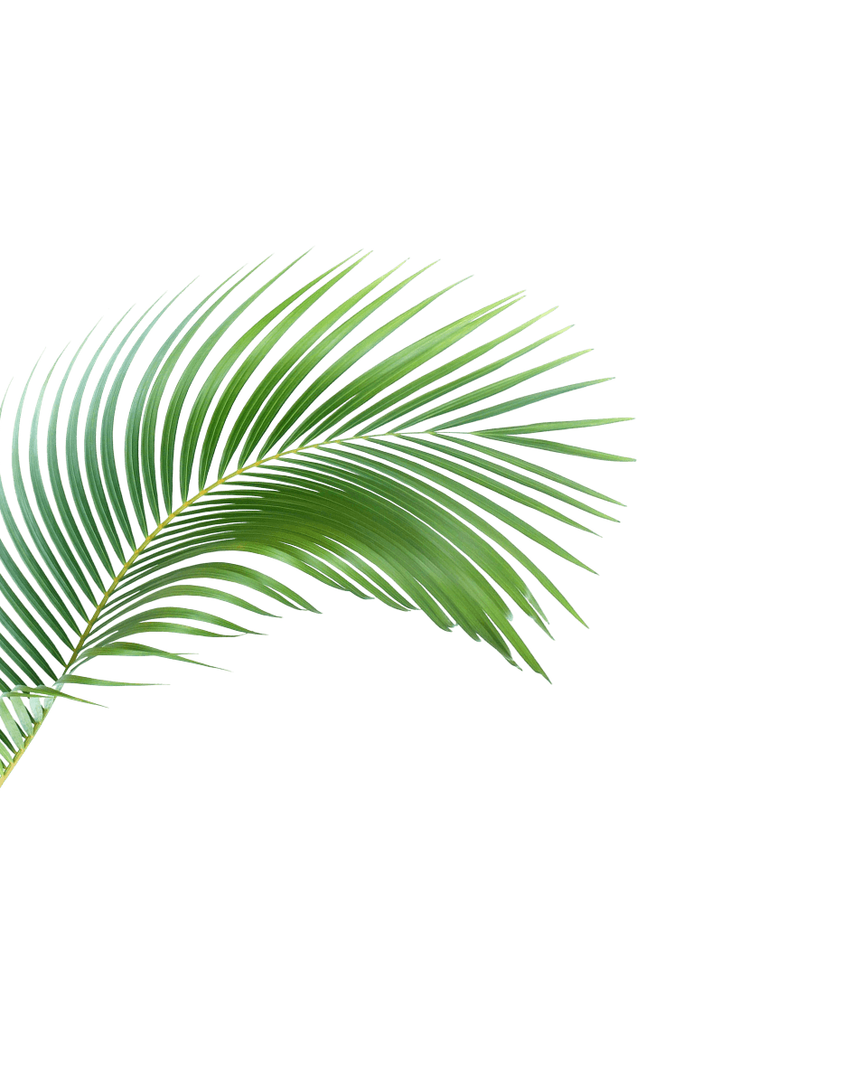 palm